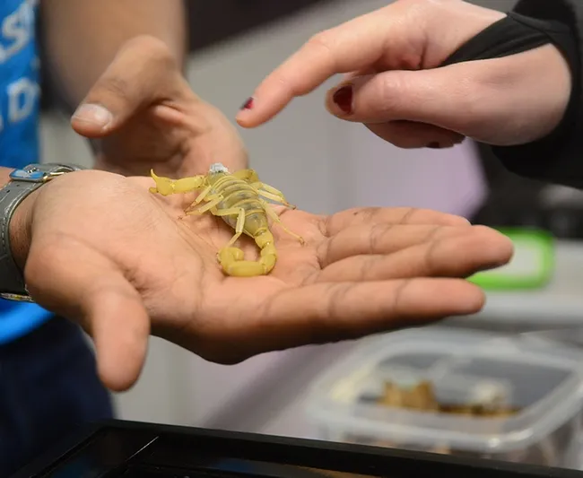 This is Wade Spencer's desert hairy scorpion named Barthlomew. (Photo by Kathy Keatley Garvey)