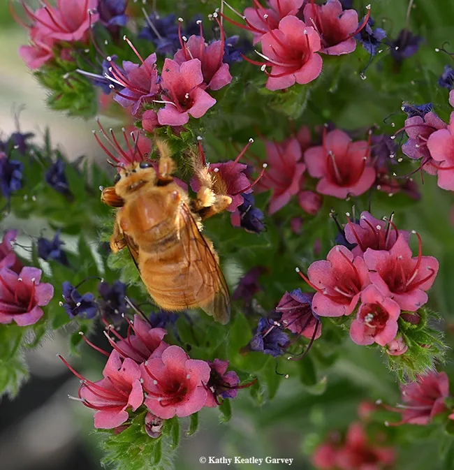The male Valley carpenter bee is often mistaken for a bumble bee, or what some have called a "golden bumble bee." (Photo by Kathy Keatley Garvey)