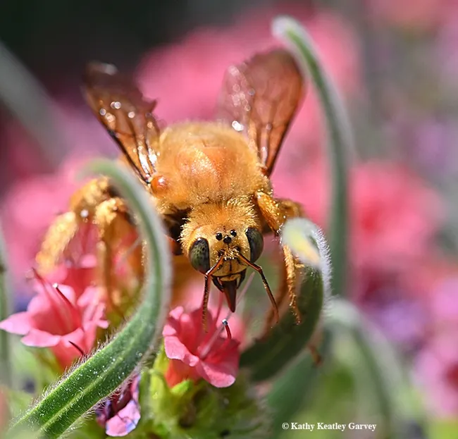 The male Valley carpenter bee protrudes his proboscis (tongue) to sip nectar from a tower of jewels, Echium wildpretii. (Photo by Kathy Keatley Garvey)