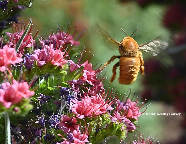 And off he goes, a male Valley carpenter bee in flight. (Photo by Kathy Keatley Garvey)