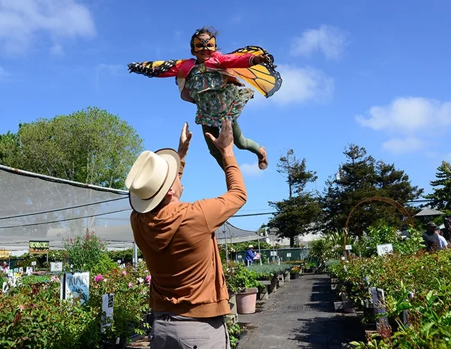 Pollinator Posse member, Seth Newton Patel of Oakland watches his 4-year-old daughter Saathiya Patel, 4, dressed as a monarch butterfly, take flight. (Photo by Kathy Keatley Garvey)