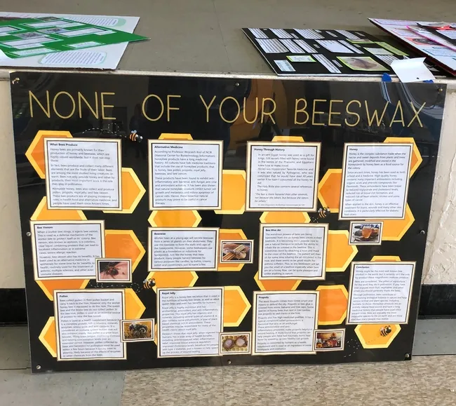 Dixon 4-H'er Ryan Anenson of the Tremont 4-H Club created this award-winning educational display, "None of Your Beeswax" for the Dixon May Fair. (Photo by Kathy Keatley Garvey)