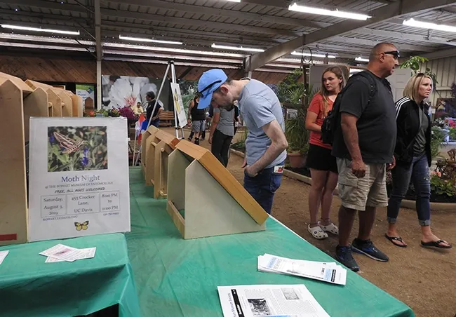 An insect display on Hymenotpera (bees and wasps) drew the interest of this fairgoer at the Dixon May Fair. (Photo by Kathy Keatley Garvey)