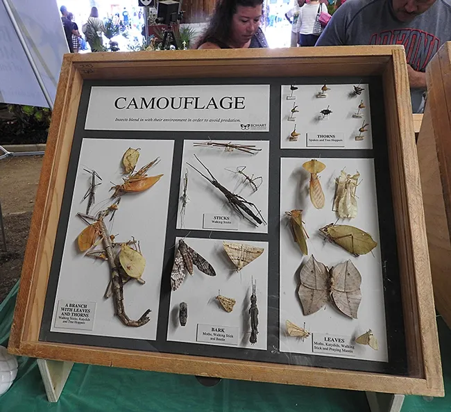 Camouflaged insects include stick insects that look like leaves. (Photo by Kathy Keatley Garvey)