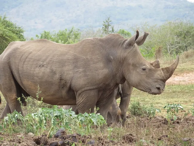 This image of a white rhino (critically endangered species) was taken on the Careys' safari in Hluhluwe-Imfolozi Park, South Africa. (Photo by Patty Carey)