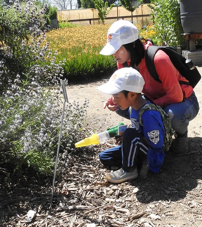 UC Davis employee Chunying Xu with her son, Andy, look for bees in the bee garden. (Photo by Kathy Keatley Garvey)