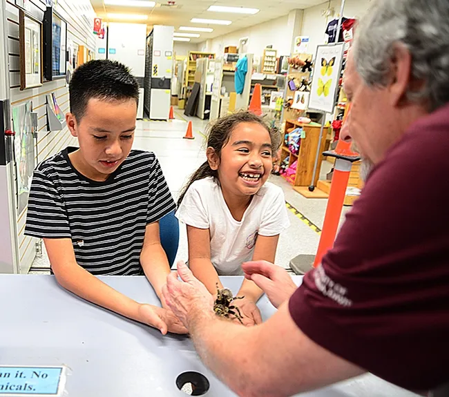 It tickles! Camilla Fuerte, 7, reacts to a tarantula as her brother Joel Fuerte, 10, takes it all in stride. They are the children of Gabby Sanchez Fuerte of the Department of Materials Science and Engineering, College of Engineering. In the foreground is senior museum scientist Steve Heydon of the Bohart Museum of Entomology. (Photo by Kathy Keatley Garvey)