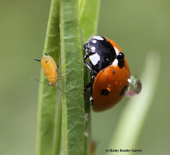 A well-fed adult lady beetle (aka ladybug) ignores a fat Oleander aphid. (Photo by Kathy Keatley Garvey)