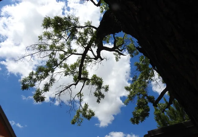 There isn't much foliage left on this black walnut tree in downtown Davis. Thousand cankers disease, caused by a walnut twig beetle in association with a canker-producing fungus, is killing this tree. (Photo by Kathy Keatley Garvey)