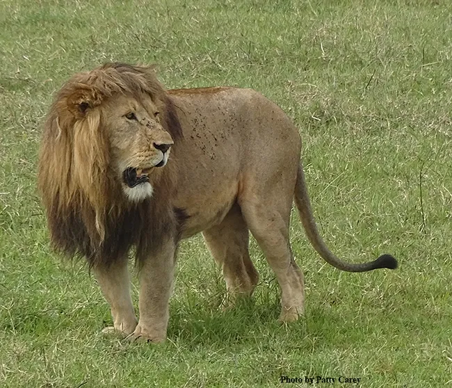 An African lion, an image captured by Patty Carey of Davis.