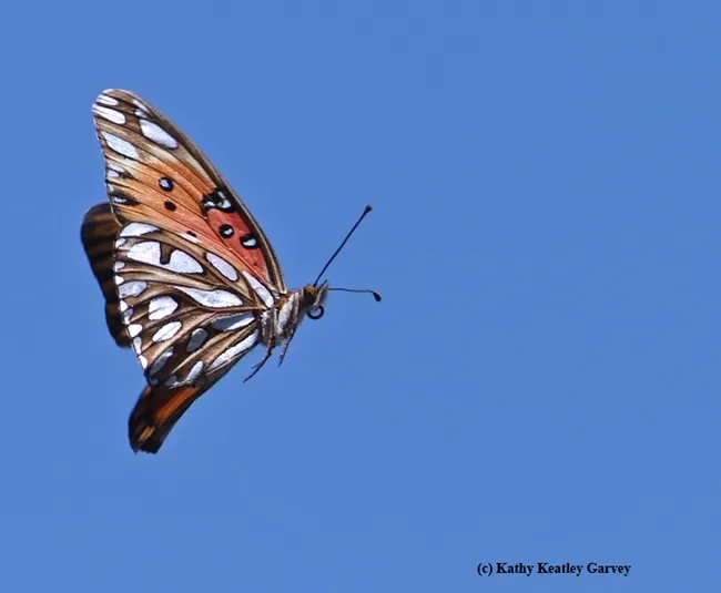 A Gulf Fritillary (Agraulis vanillae) in flight. (Photo by Kathy Keatley Garvey)