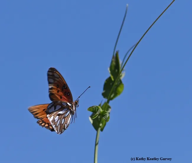 The Gulf Fritillary, a silver-spangled, orangish-red butterfly, heads for its host plant, Passiflora. (Photo by Kathy Keatley Garvey)
