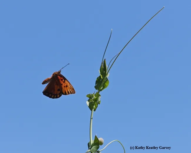 A dip here, a dive there and you have a butterfly ballet (Gulf Fritillary). (Photo by Kathy Keatley Garvey)
