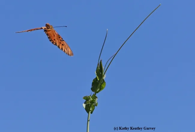 Gulf Fritillary checking out the passionflower vine (Passiflora). She then laid her eggs on the tendrils and leaves. (Photo by Kathy Keatley Garvey)
