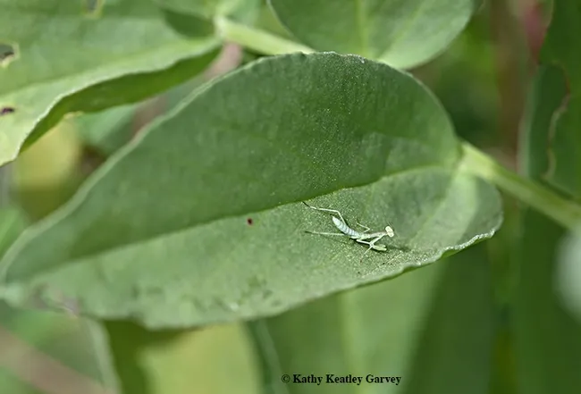First-instar praying mantis, Stagmomantis limbata, as identified by UC Davis praying mantis expert and entomology student Lohit Garikpati. Photograph taken May 13 in Vacaville, Calif. (Photo by Kathy Keatley Garvey)