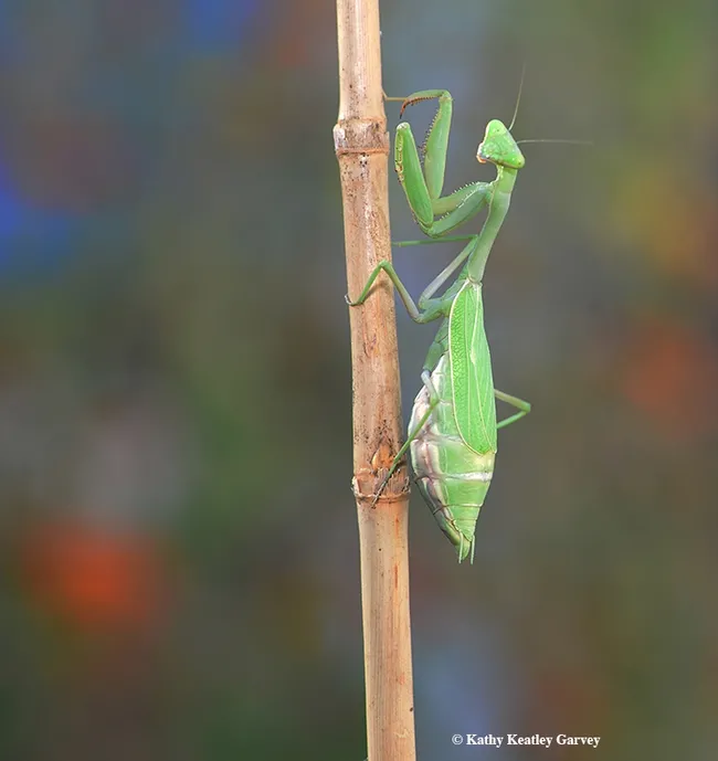 This was a very gravid mantis, Stagmomantis limbata on Sept. 24, 2018. (Photo by Kathy Keatley Garvey)