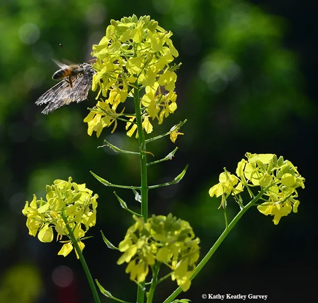 The honey bee edges closer to the Painted :ady. How sweet the nectar! (Photo by Kathy Keatley Garvey)