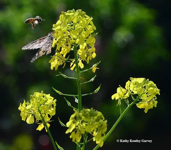 It's up, up and away. The honey bee buzzes over the butterfly. (Photo by Kathy Keatley Garvey)