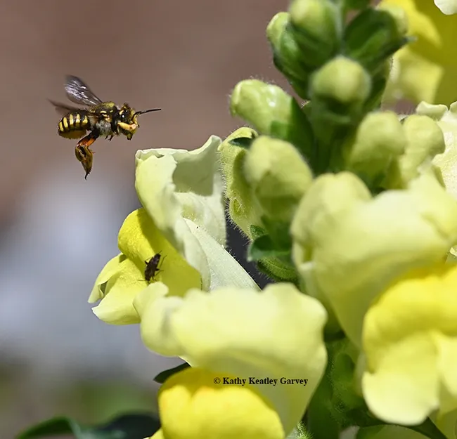 A male European wool carder bee patrolling snapdragons in Vacaville, Calif. (Photo by Kathy Keatley Garvey)