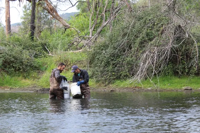 John Miskella (left) and Rui Adachi sampling for curlyleaf pondweed in Putah Creek. Photo: Sara Ohadi.
