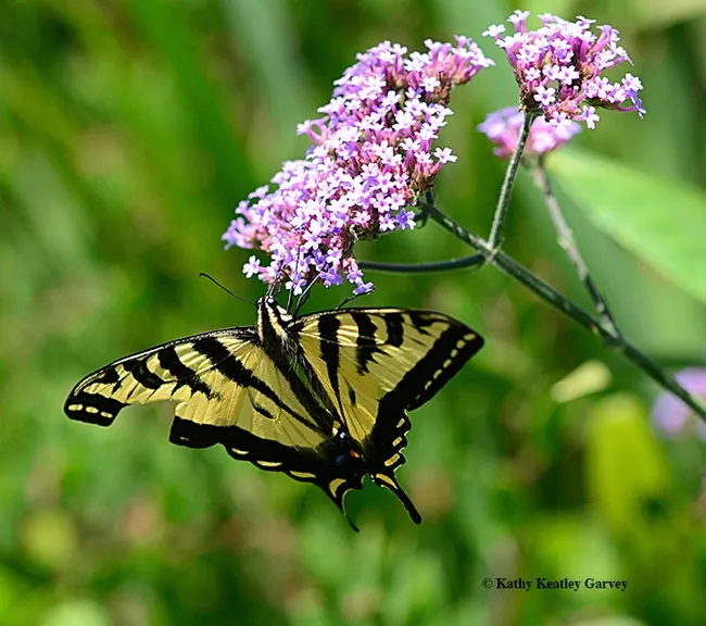 Western tiger swallowtail, Papilio rutulus, nectaring on verbena in the Kate Frey Pollinator Garden, Sonoma Cornerstone. (Photo by Kathy Keatley Garvey)