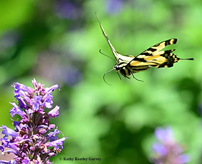 The Western tiger swallowtail, Papilio rutulus, heads for more nectar in the Kate Frey Pollinator Garden, Sonoma Cornerstone. (Photo by Kathy Keatley Garvey)