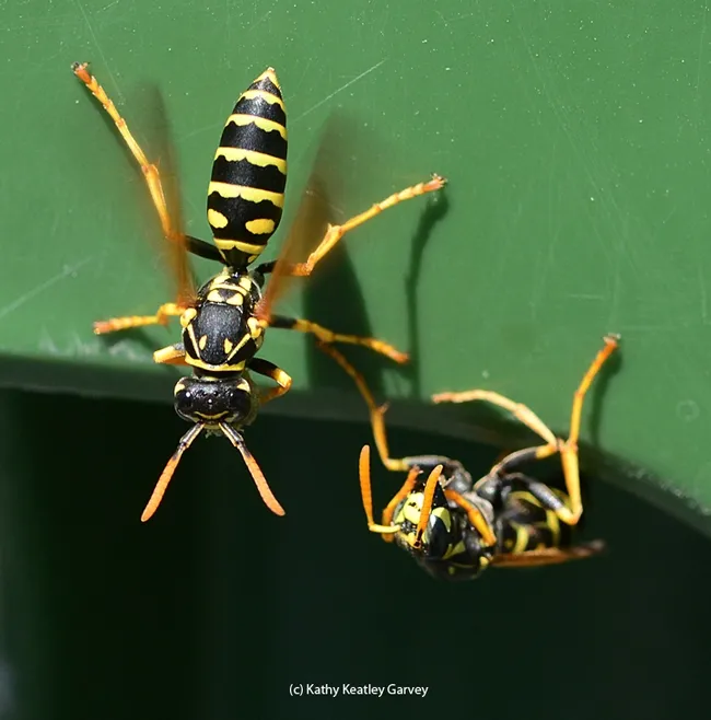European paper wasps protecting the nest they're building on the lip of a recycling bin near the Mann lab, UC Davis campus. (Photo by Kathy Keatley Garvey)