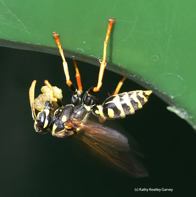 European paper wasp chowing down on food on the lip of a recycling bin near the Mann lab, UC Davis campus. Another wasp delivered it to the guard. Maybe it's the remains of a caterpillar? (Photo by Kathy Keatley Garvey)