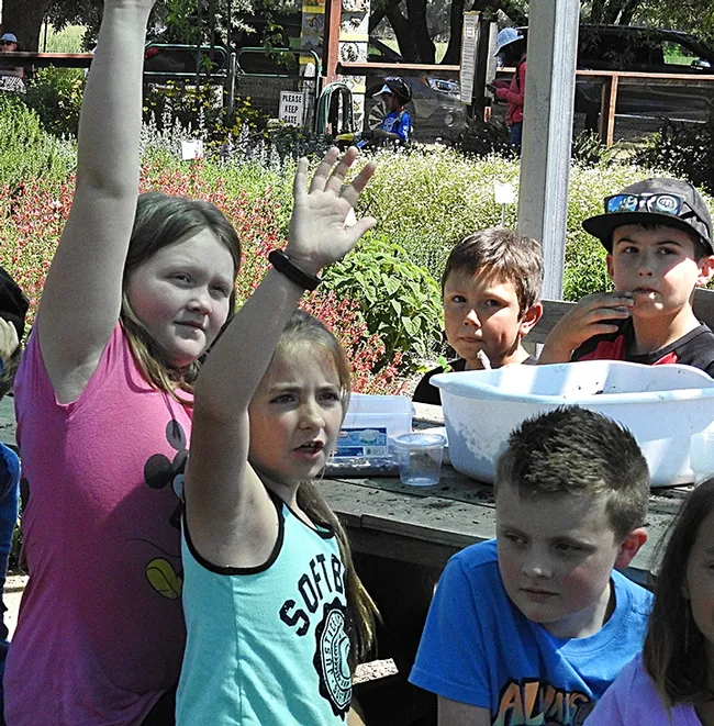 What kind of butterfly is this? The answer: Monarch! (Photo by Kathy Keatley Garvey)