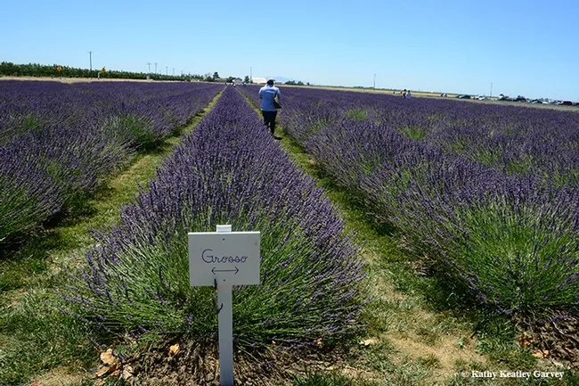 The six-acre lavender fields on the Araceli Farms, on the outskirts of Dixon, glow during the Lavender Festival. (Photo by Kathy Keatley Garvey)