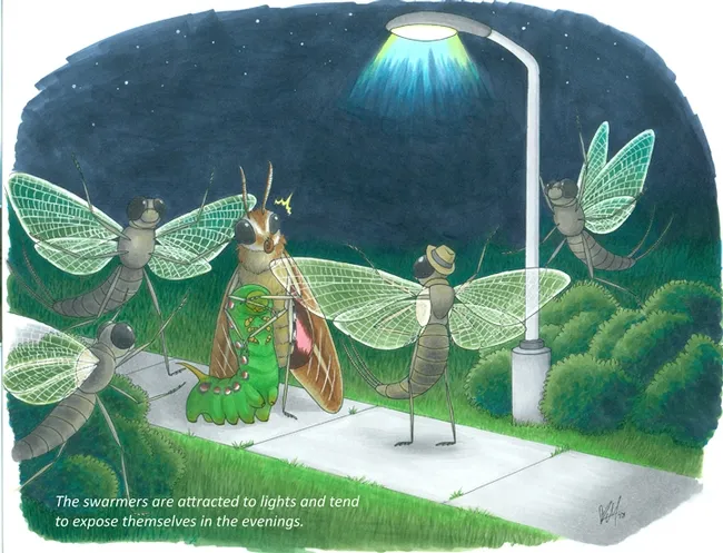 "The swarmers are attracted to lights and tend to expose themselves in the evenings." Sentence by one of Lynn Kimsey's students; illustration by UC Davis graphic artist/entomology student Karissa Merritt.