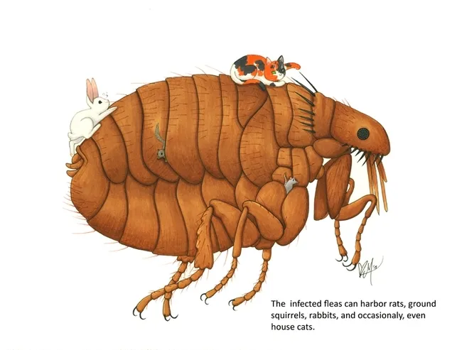 "The infected fleas can harbor rats, ground squirrels, rabbits, and occasionally, even house cats." Sentence by one of Lynn Kimsey's students; illustration by UC Davis graphic artist/entomology student Karissa Merritt.