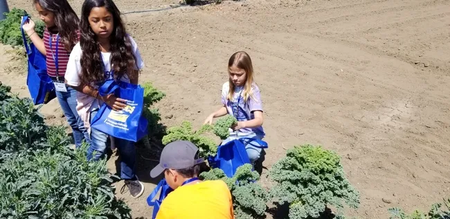 last harvest of the week