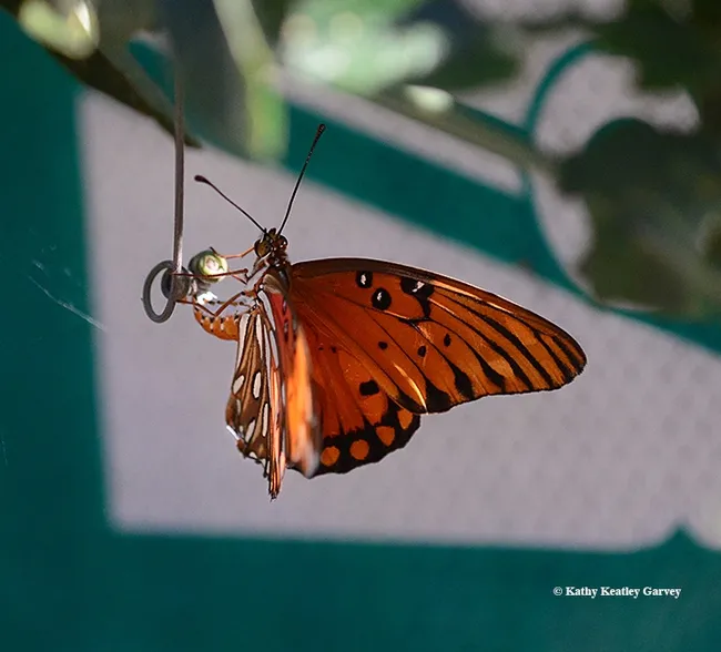 A Gulf Fritillary laying an egg on the tendril of a passionflower vine (Passiflora). (Photo by Kathy Keatley Garvey)