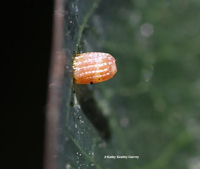 Close-up shot of a Gulf Fritillary egg. (Photo by Kathy Keatley Garvey)