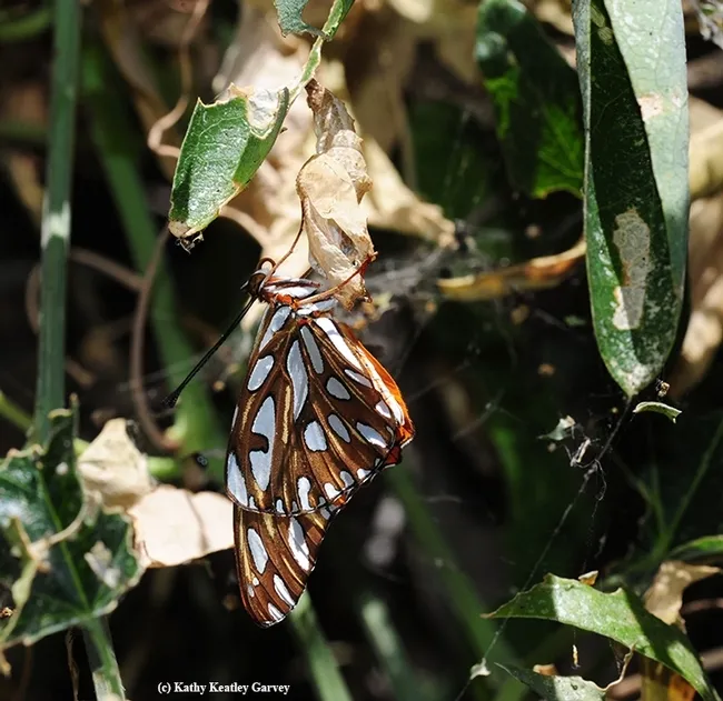 A newly eclosed Gulf Fritillary and its chrysalis. (Photo by Kathy Keatley Garvey)