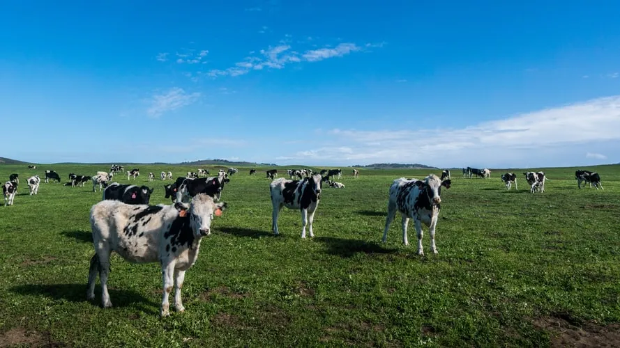 livestock