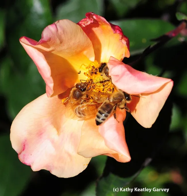 May the Fourth Be With You: Four honey bees share a rose blossom. (Photo by Kathy Keatley Garvey)