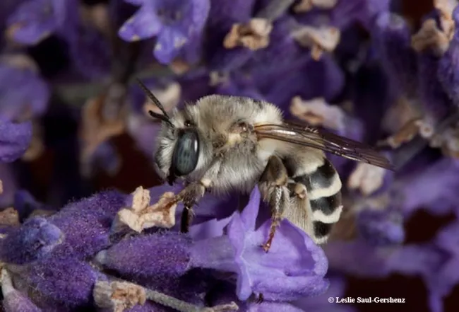 Solar energy can be used to protect pollinator habitat, according to a research paper published July 9 in the journal Nature. This is Anthophora urbana, a ground-nesting solitary bee which has a broad distribution including the Mojave Desert. It is a floral generalist collecting pollen and nectar from many species of plants, says UC Davis entomologist Leslie Saul-Gershenz. (Photo by Leslie Saul-Gershenz)