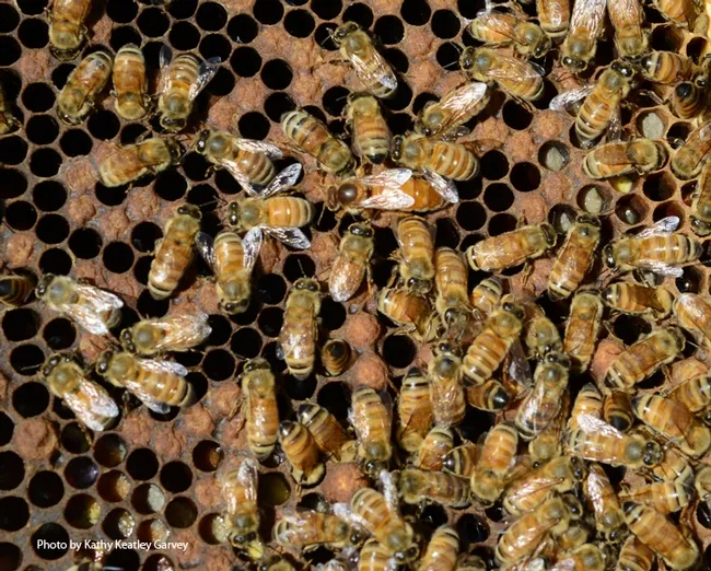 A honey bee frame. Find the queen bee! (Photo by Kathy Keatley Garvey)