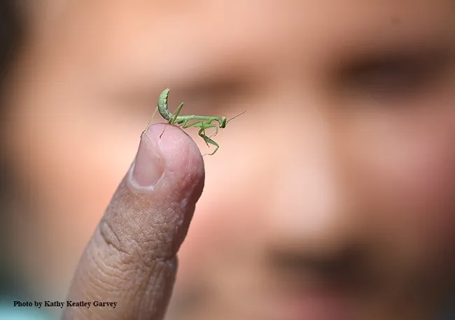 Jasmine Morisseau, 10, holds a male praying mantis, a Stagmomantis limbata, the tiniest warrior at the Bruce Hammock Lab Water Balloon Battle. (Photo by Kathy Keatley Garvey)