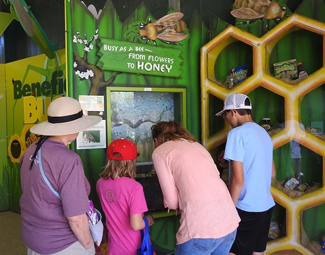 The bee observation hive is a popular attraction in the California State Fair's Insect Pavilion. (Photo by Kathy Keatley Garvey)
