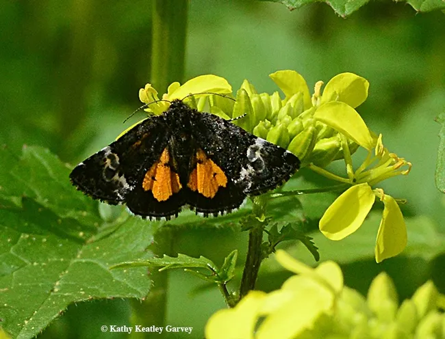 A Stiriini moth, Annaphila astrologa, fluttering in a Vacaville pollinator garden. (Photo by Kathy Keatley Garvey)