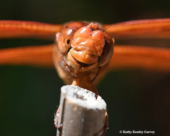 Close-up of a firecracker red flameskimmer, Libellula saturata. (Photo by Kathy Keatley Garvey)