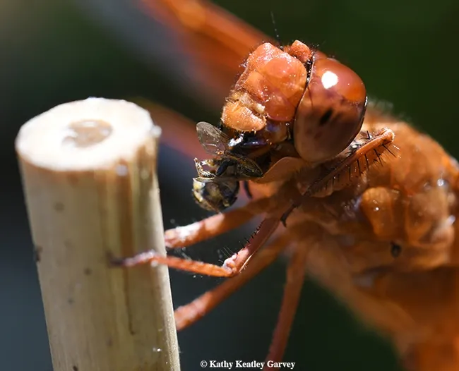 Dinner time! A red flameskimmer, Libellula saturata, munches on a bee, probably a longhorned bee, Melissodes agilis. (Photo by Kathy Keatley Garvey)