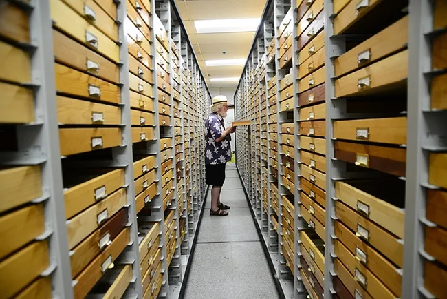 Robert Michael Pyle searches for Magdalena butterfly specimens at the Bohart Museum of Entomology. (Photo by Kathy Keatley Garvey)