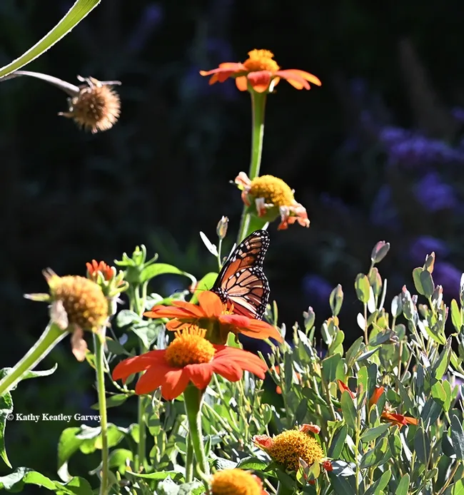 Yes, that's a monarch! A monarch touched down in a Vacaville, Calif. pollinator garden at 5 p.m. Aug 9. It's nectaring on Mexican sunflower (Tithonia). (Photo by Kathy Keatley Garvey)