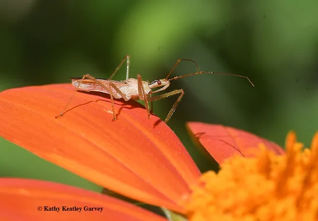 Lying in Wait--An assassin bug, Zelus renardii, lies in wait on a Mexican sunflower, Tithonia. (Photo by Kathy Keatley Garvey)