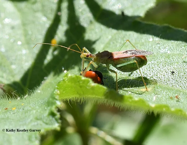 Caught in the act! An assassin bug, Zelus renardii, stabbing a lady beetle, aka lady bug. (Photo by Kathy Keatley Garvey)