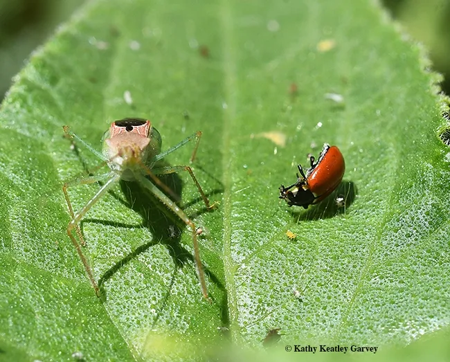 Who's next? The assassin bug, Zelus renardii, appears to be looking at the camera after killing a lady beetle, aka ladybug. (Photo by Kathy Keatley Garvey)